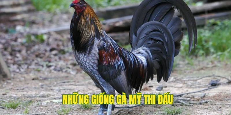 Những con giống sử dụng trong đá gà Mỹ